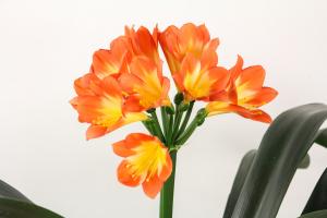 What is the reason for the rotten roots of Clivia
