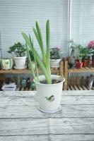 Is there any harm in putting hyacinth at home? Precautions for home maintenance