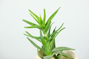 What are the practices of aloe? Can all aloes be eaten