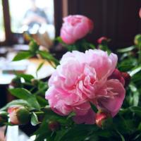 When does peony blossom