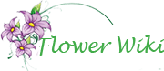 Flower wiki
