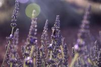 Lavender, common diseases and insect pests, lavender spider