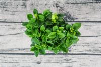 Cultivation methods and precautions of water cultured Gardenia