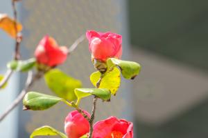 how do tree frogs use plants as protection