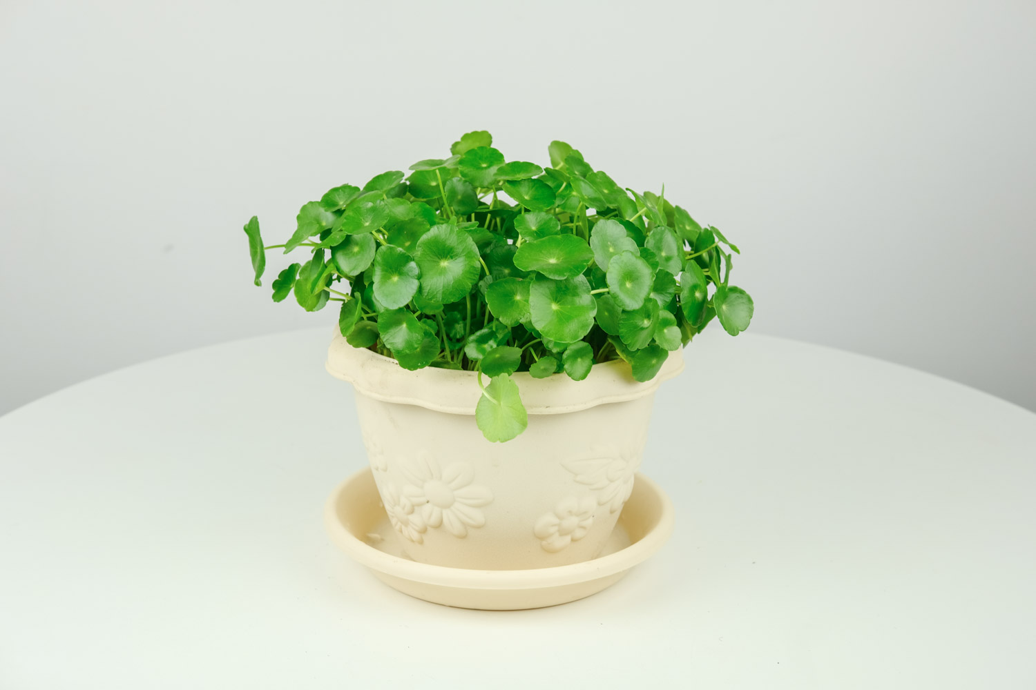 HYDROCOTYLE