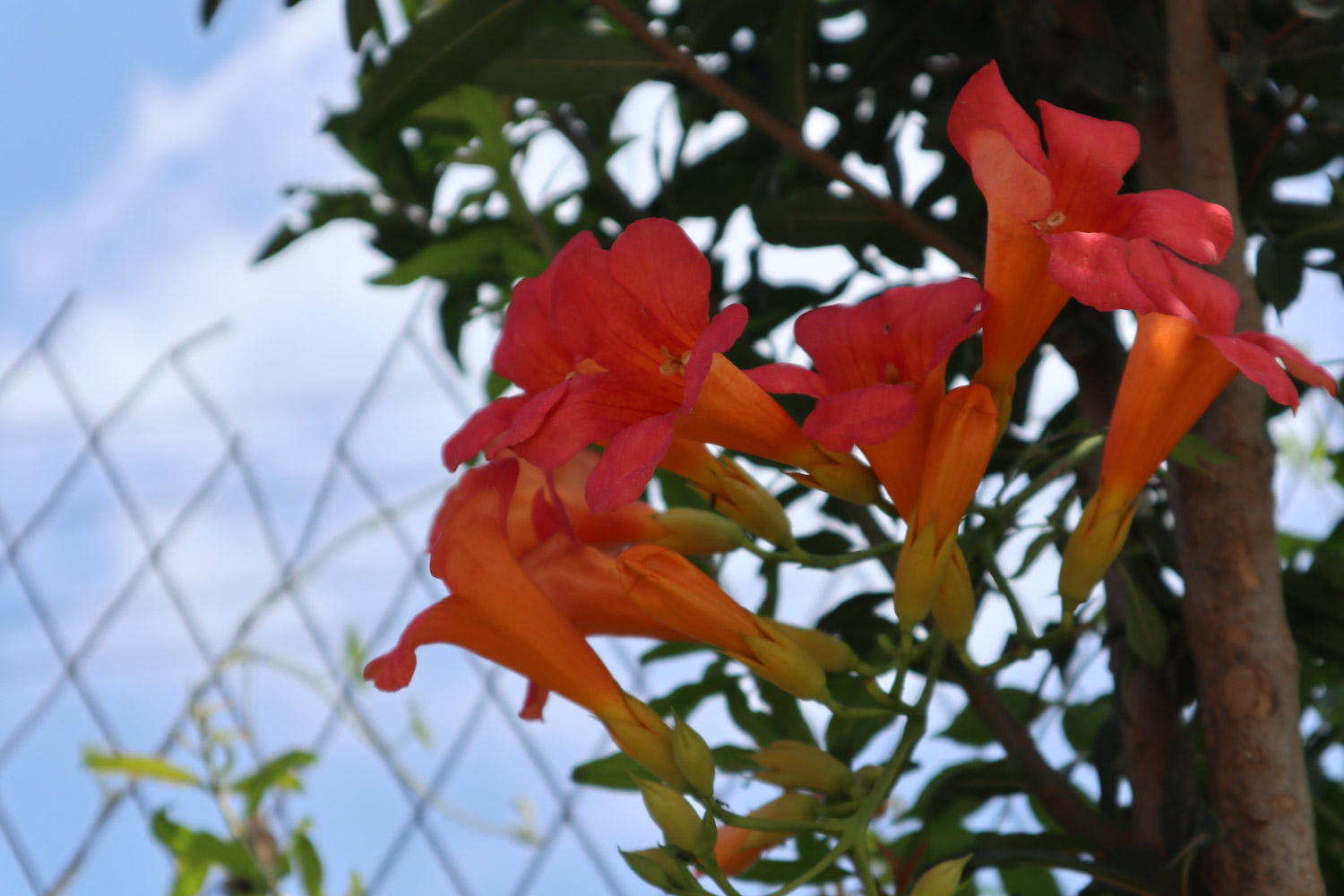 Chinese trumpet creeper