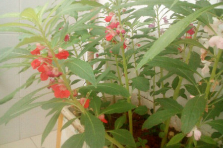 Impatiens