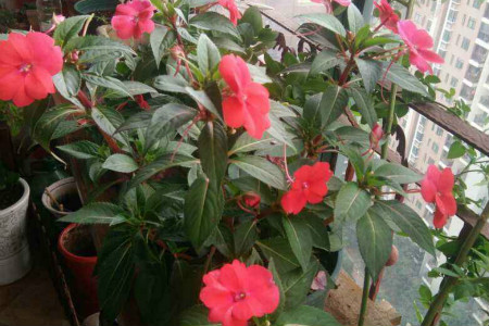 Impatiens