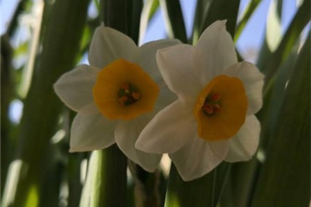 narcissus