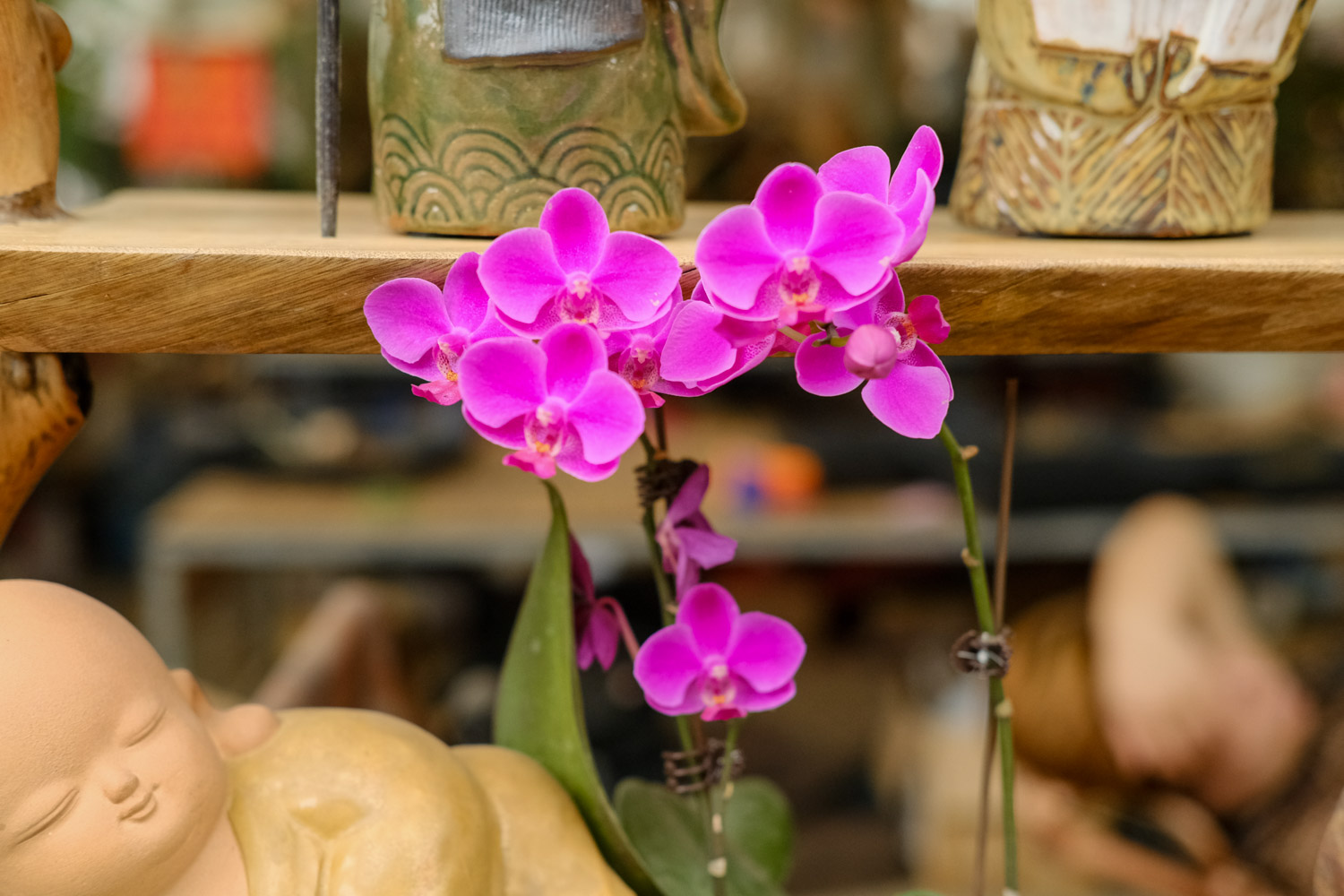 moth orchid