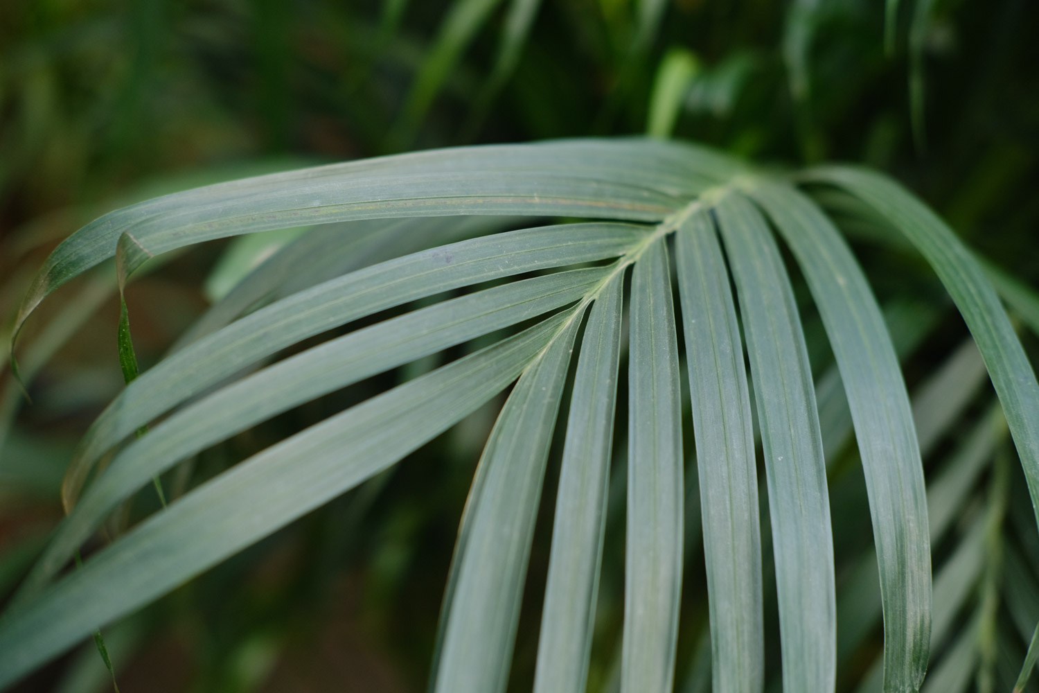 Chrysalidocarpus lutescens