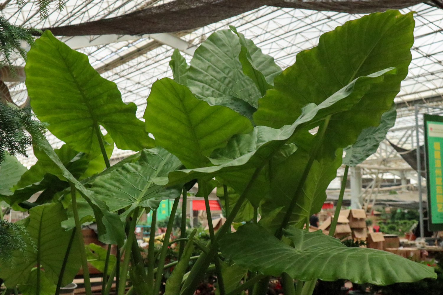 Alocasia macrorrhiza