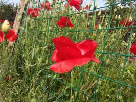 how many ivy geraniums to plant in a pot