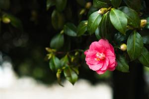 how long to wait to water new potted plant