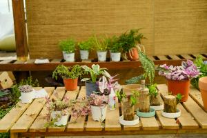 how long does it take to dry pot plants