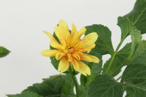 how plants conserve water