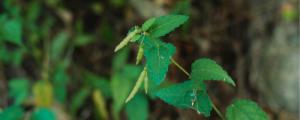 how do i support my tomato plants