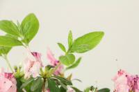 does tap water good for plants