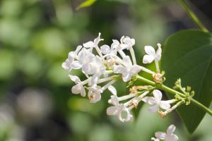 how long from planting seed to harvest cherry tree