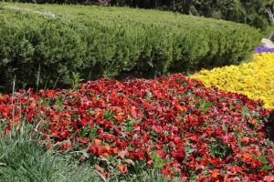 how many drip emitters per tomato plant