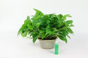 how often should you water cannabis plant