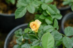 What flowers are suitable for sunshine, and what are city flowers and city trees