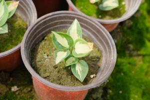 can a rubber tree plant be rooted