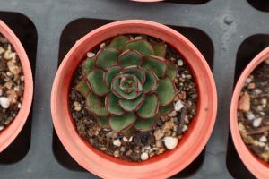how do plants receive food in water
