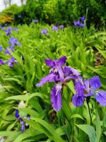 Is iris cold resistant? What are the diseases of iris