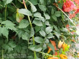 how long can plants live in pots