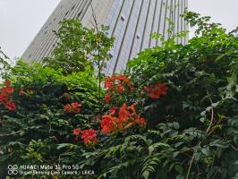 are tomatoes flowering plants