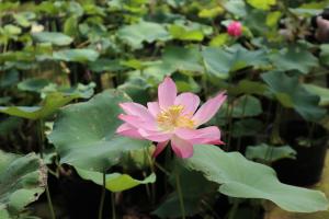 how often water watermelon plants