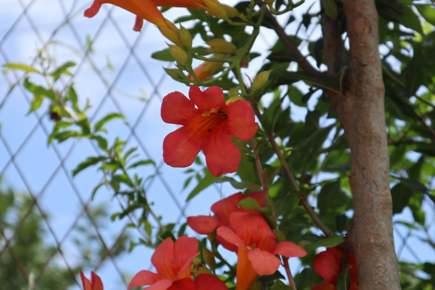 Chinese trumpet creeper