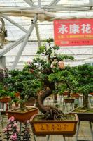 What soil is the best for stump bonsai