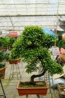 What stump is the best for bonsai? Learn these three points!