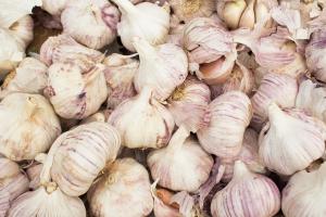 Correct steps for planting garlic seedlings