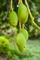 How to raise mango bonsai