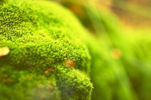 How to water the potted landscape with moss