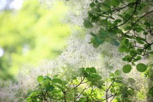 How to maintain the potted landscape of Cotoneaster