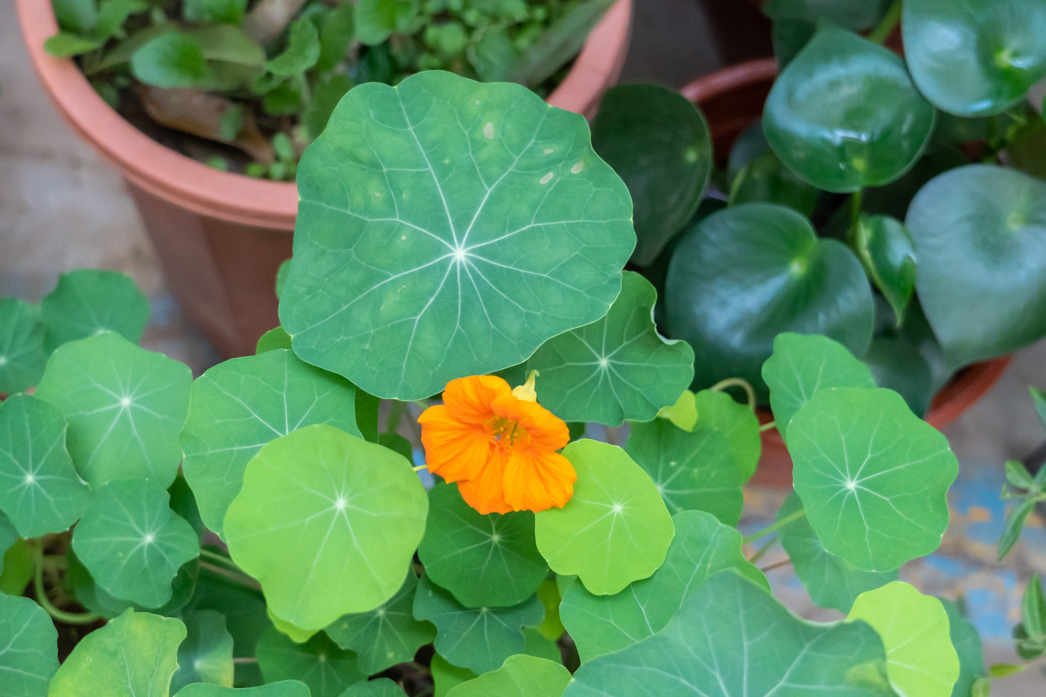 garden nasturtium