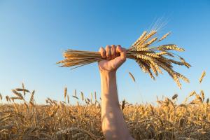 Throw the "wheat" into the soil, grow seedlings in 7 days and fry into vegetables. It's delicious!