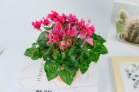 The reason why Cyclamen leaves turn yellow