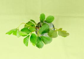 What's the matter with dried strawberry leaves