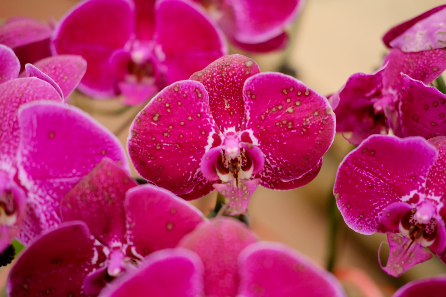 moth orchid