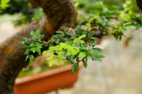 How do elm bonsai spend the winter