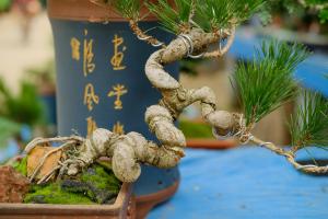 Common species of pine bonsai