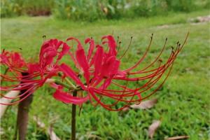 how do plants conserve water in cellular respiration