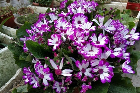 cineraria