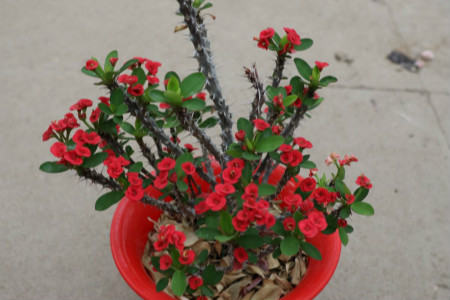 crown-of-thorns euphorbia