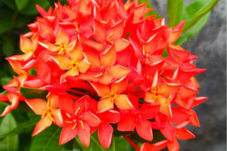 Ixora